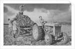 Women's Land Army lifting a crop, World War II, 1940 by Unknown