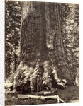 Base of the Grizzly Giant, Giant Sequoia tree, Yosemite, California, 1868 by Carleton Emmons Watkins