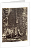 Base of the Grizzly Giant, Giant Sequoia tree, Yosemite, California, 1868 by Carleton Emmons Watkins