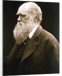 Charles Darwin, British naturalist, c1870s by Julia Margaret Cameron