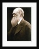 Charles Darwin, British naturalist, c1870s by Julia Margaret Cameron