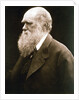 Charles Darwin, British naturalist, c1870s by Julia Margaret Cameron