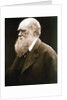 Charles Darwin, British naturalist, c1870s by Julia Margaret Cameron