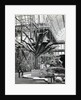 Tropical plants in the Egyptian Room, Crystal Palace, Sydenham, London, 1854 by Philip Henry Delamotte