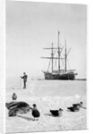 The Fram in the Bay of Whales, Antarctica, 1911-1912 by Unknown