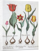 Tulips, 1613 by Unknown
