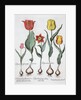 Tulips, 1613 by Unknown
