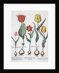 Tulips, 1613 by Unknown