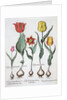 Tulips, 1613 by Unknown