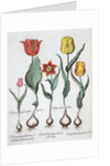 Tulips, 1613 by Unknown