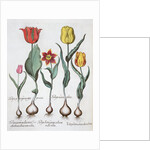 Tulips, 1613 by Unknown
