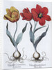 Tulips, 1613 by Unknown