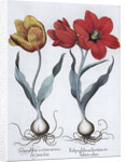 Tulips, 1613 by Unknown