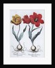 Tulips, 1613 by Unknown