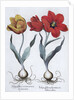 Tulips, 1613 by Unknown
