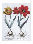 Tulips, 1613 by Unknown