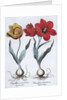 Tulips, 1613 by Unknown