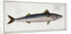 Mackerel (Scomber Scomber), c1785-1799 by Gabriel Bodenehr I