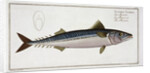 Mackerel (Scomber Scomber), c1785-1799 by Gabriel Bodenehr I
