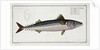 Mackerel (Scomber Scomber), c1785-1799 by Gabriel Bodenehr I