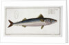 Mackerel (Scomber Scomber), c1785-1799 by Gabriel Bodenehr I