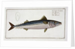 Mackerel (Scomber Scomber), c1785-1799 by Gabriel Bodenehr I