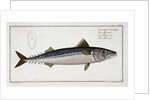 Mackerel (Scomber Scomber), c1785-1799 by Gabriel Bodenehr I