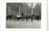 Tsar Nicholas II of Russia with his family in the park of Tsarskoye Selo, Russia, 1900s. by K von Hahn