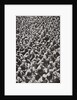 Thousands of German prisoners captured by the Allied advance, World War I, 1918 by Unknown