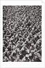 Thousands of German prisoners captured by the Allied advance, World War I, 1918 by Unknown