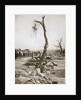 An advanced dressing station, Somme campaign, France, World War I, 1916 by Unknown