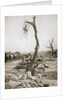 An advanced dressing station, Somme campaign, France, World War I, 1916 by Unknown