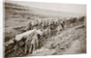 Pulling a big gun with a twelve horse team and the help of the gun crew, France, World War I, 1916 by Unknown