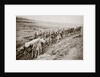 Pulling a big gun with a twelve horse team and the help of the gun crew, France, World War I, 1916 by Unknown