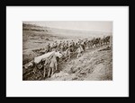 Pulling a big gun with a twelve horse team and the help of the gun crew, France, World War I, 1916 by Unknown