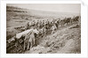Pulling a big gun with a twelve horse team and the help of the gun crew, France, World War I, 1916 by Unknown