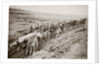 Pulling a big gun with a twelve horse team and the help of the gun crew, France, World War I, 1916 by Unknown