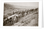 Pulling a big gun with a twelve horse team and the help of the gun crew, France, World War I, 1916 by Unknown