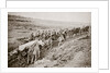 Pulling a big gun with a twelve horse team and the help of the gun crew, France, World War I, 1916 by Unknown