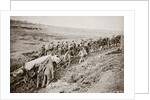 Pulling a big gun with a twelve horse team and the help of the gun crew, France, World War I, 1916 by Unknown