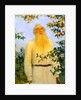 Portrait of the author Leo N Tolstoy, 1912. by Il'ya Repin