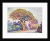 Le Pin de Bertaud at Saint-Tropez, 1909. by Paul Signac