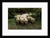 Sheep in the Forest, 19th century. by Anton Mauve