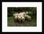 Sheep in the Forest, 19th century. by Anton Mauve