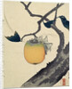 Moon, Persimmon and Grasshopper by HOKUSAI