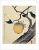 Moon, Persimmon and Grasshopper by HOKUSAI