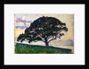 Large Pine, Saint-Tropez, 1892-1893. by Paul Signac