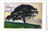 Large Pine, Saint-Tropez, 1892-1893. by Paul Signac
