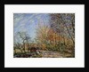 At the edge of the forest in Fontainebleau, 1885. by Alfred Sisley