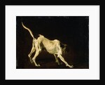 A Dog, 17th century by Frans Snyders